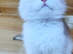 -猫十亿·布偶金渐层·曼基康矮脚猫舍(青年路店)