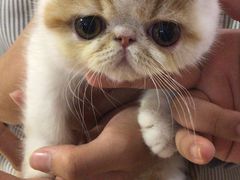 -70cat德文卷毛猫·缅因猫纯种猫舍