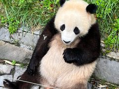 -卧龙中华大熊猫苑神树坪基地