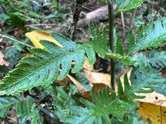 -西双版纳原始森林公园