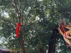 -黄龙溪古镇-古龙寺