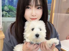 -翊宠yipet猫狗购宠庄园犬舍•猫舍