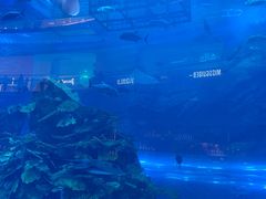 -迪拜水族馆及水下动物园