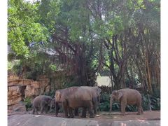 -广州长隆野生动物世界