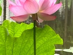 -陈家山荷花公园