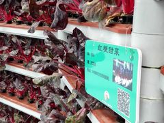 -南和农业嘉年华