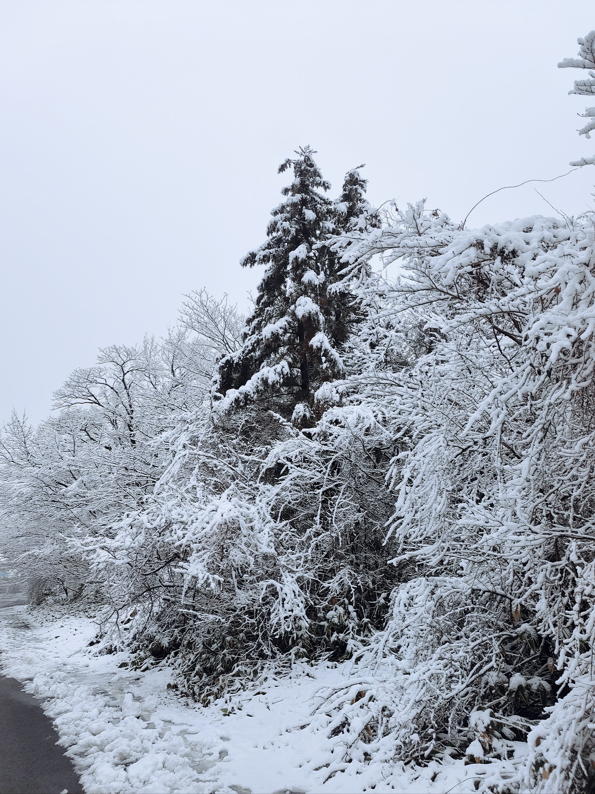 麻姑山雪景图片