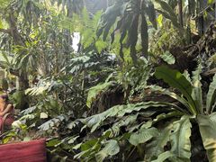 -Fern Forest Cafe