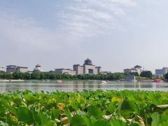 -莲花池公园