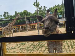 -西霞口神雕山野生动物世界