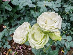 -人民公园(罗湖区)