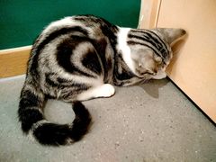 -飞行喵MR PILOT|猫舍·猫咖(静安大融城店)