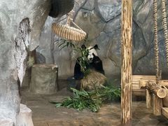 -深圳野生动物园