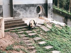 -中国大熊猫保护研究中心雅安碧峰峡基地