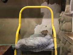 -猫咪博物馆(顶澳仔猫街店)