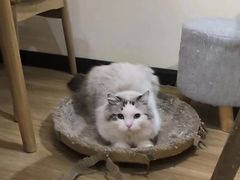 -滚猫咖啡·猫咖·猫友好撸猫(未来城店)
