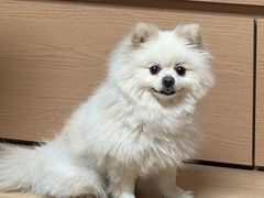 -凯瑞希宠物医院·狂犬免疫·微创·皮肤科
