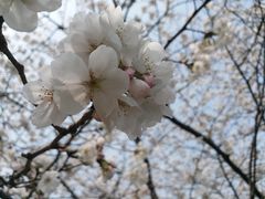 -同济大学（四平路校区）-图书馆
