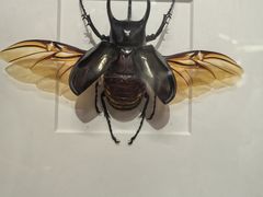 -上海昆虫博物馆