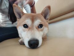 -柴の食堂·日式家庭料理·熊之肆(大学路店)