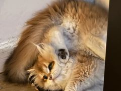 -lincat·猫舍(广州店)