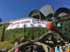 -金马仑薰衣草花园(Cameron Lavender)