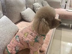 -宠福鑫康馨动物医院·骨科·眼科