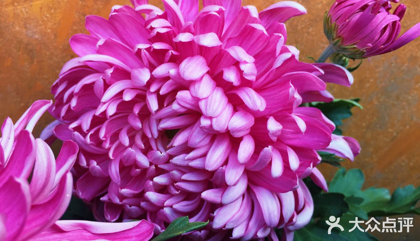 梅兰竹菊诗情画意——清风园（菊花盛开中）