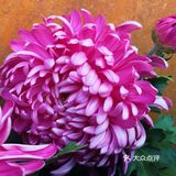 梅兰竹菊诗情画意——清风园（菊花盛开中）