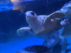 -海合安成都极地海洋公园