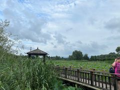 -羊亭河湿地公园