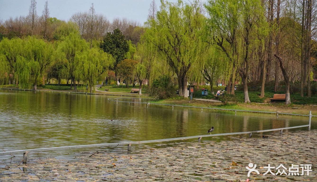 上海的公園終於開放了趕在春天離開前去看看萬紫千紅