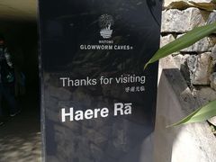 -怀托摩萤火虫洞