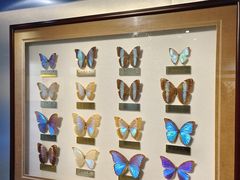 -上海昆虫博物馆