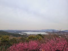 -香雪海