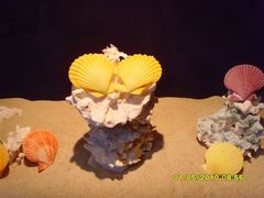 -亚龙湾中心广场·贝壳馆