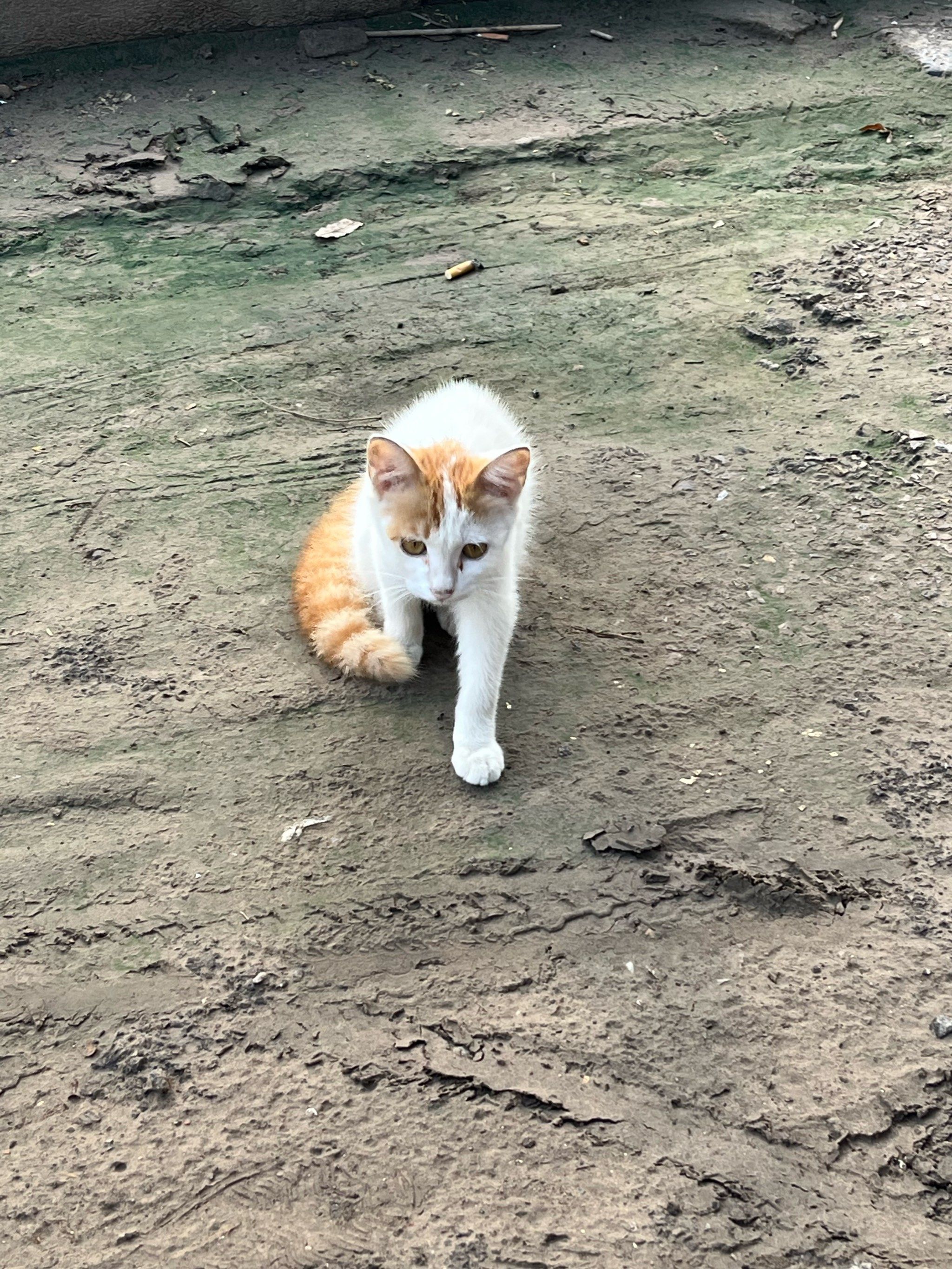 今天早上看到了两只猫咪,一个黄白猫咪.另