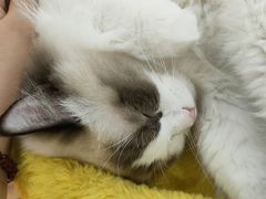 -COLOR PETS 撸猫馆·购猫·猫咖(长风大悦城店)