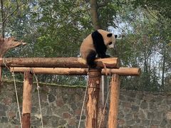 -都江堰中华大熊猫苑