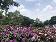 -松山湖梦幻百花洲