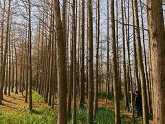 -上海长兴岛郊野公园