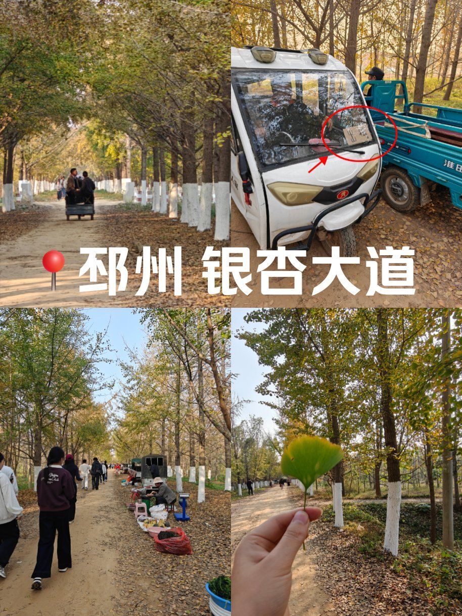 被雷了⚡邳州银杏时光隧道 徐州周末周边游