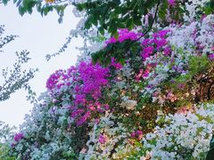 -深圳国际园林花卉博览园