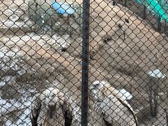 -青藏高原野生动物园