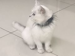 -鼓捣猫呢主题猫咖店