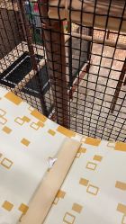 点击看大图 -卡通尼·Safari非洲探索乐园·生日会(金桥国际商业广场店)