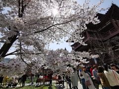 -西安青龙寺遗址景区
