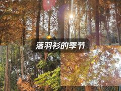 -金砂公园