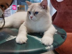 -瞄一喵猫咖(格力海岸店)