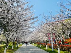 -高东镇樱花园
